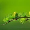 Macro shot of a green pine branch with cones and needles against a blurred background.