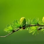 Macro shot of a green pine branch with cones and needles against a blurred background.