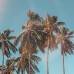 Idyllic palm trees with sun flare against a clear blue sky, evoking a tropical summer vibe.