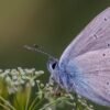 Macro image of a butterfly perched on a flower, showcasing its detailed wings and vibrant colors.