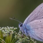 Macro image of a butterfly perched on a flower, showcasing its detailed wings and vibrant colors.